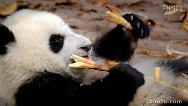 熊猫成都野生动物公园